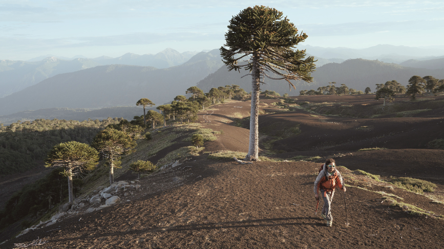 Chile gana por segundo año consecutivo el “Oscar del Turismo” como el Mejor Destino Verde del Mundo